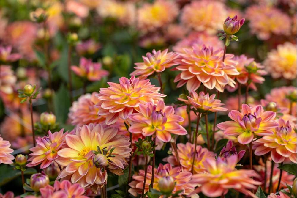 Dahlia 'Pacific View'